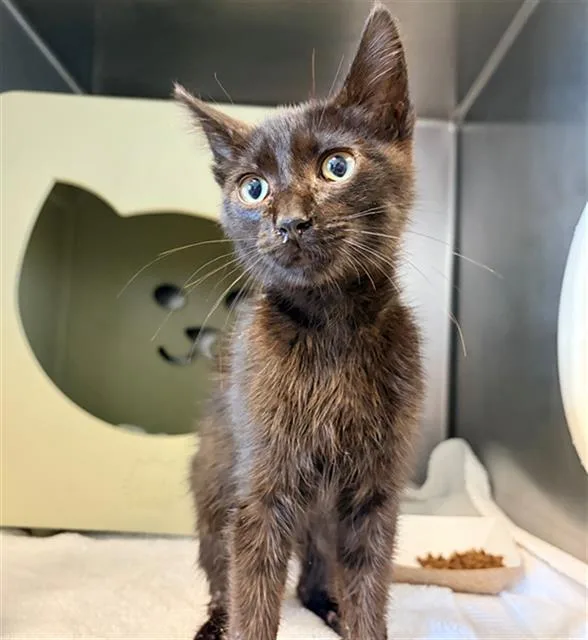 A baby small-sized male Domestic Short Hair cat named A for adoption in Camarillo, CA