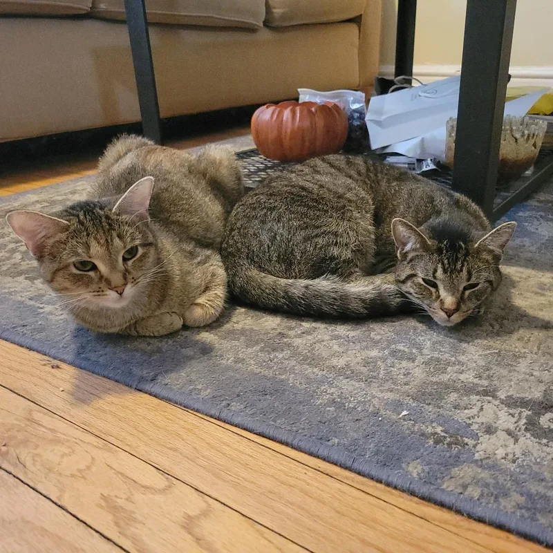 Avi & Parsnip
