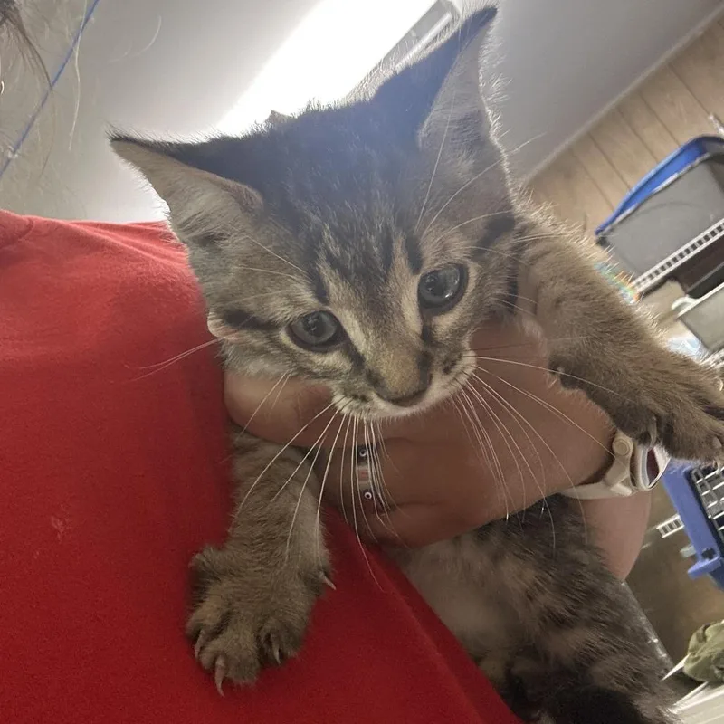 A baby small-sized male Black Domestic Short Hair cat named Watson for adoption in Leander, TX