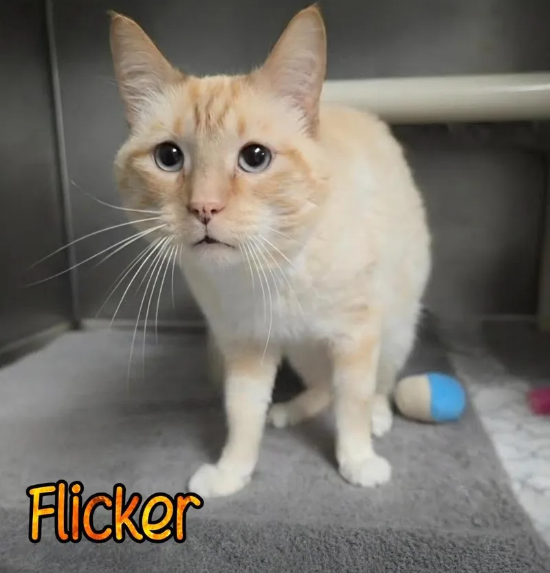 Flicker thumbnail 3