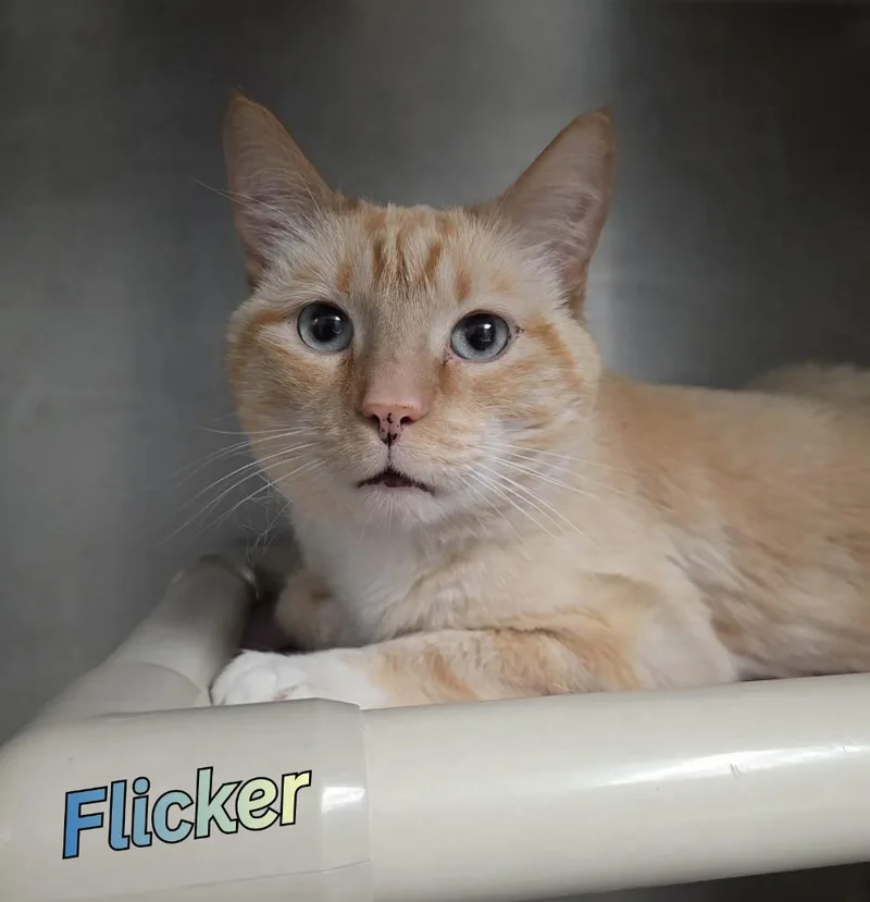 Flicker thumbnail 4