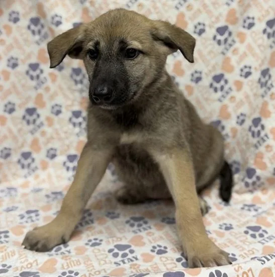 A baby medium-sized female Bicolor German Shepherd Dog dog named Yaris for adoption in Mount Carroll, IL