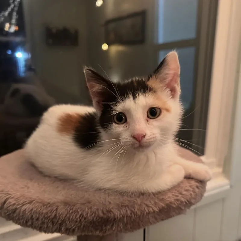 A baby small-sized female White Domestic Long Hair cat named Naples for adoption in Ferndale, MI