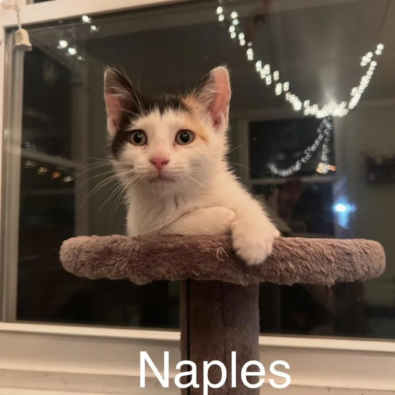 Naples thumbnail 2