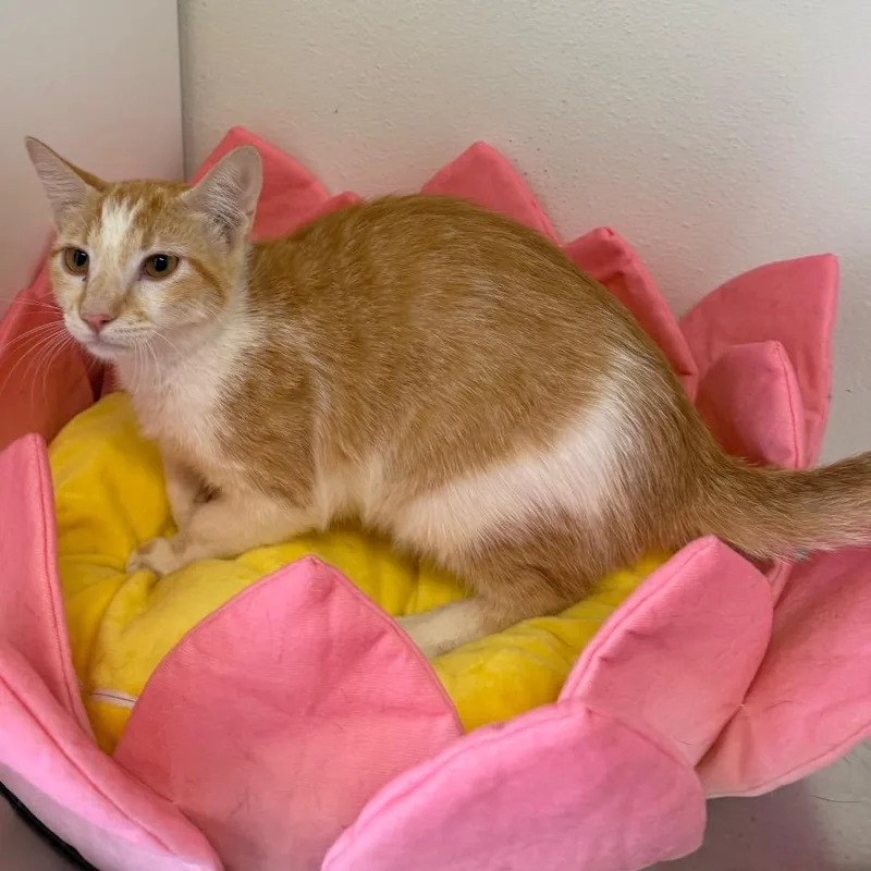 A young medium-sized female Domestic Short Hair cat named Monica for adoption in Floresville, TX