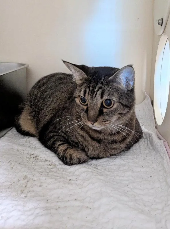 An adult medium-sized female Tabby cat named Boo for adoption in Ocala, FL