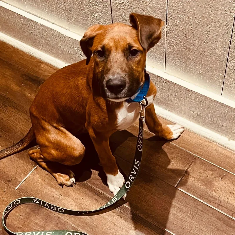 A baby medium-sized male Brown / Chocolate Mountain Cur dog named Ace for adoption in Avondale, PA