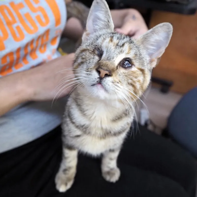 A young small-sized female Torbie Domestic Short Hair cat named Marcie for adoption in Austin, TX