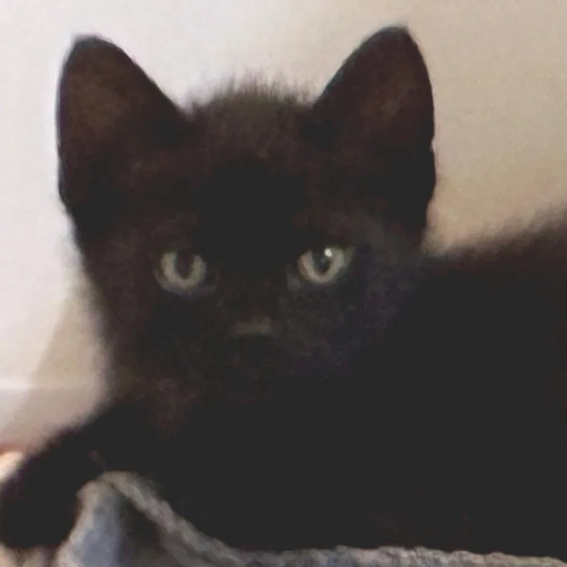 A baby small-sized male Black Domestic Medium Hair cat named Larry for adoption in Wickenburg, AZ