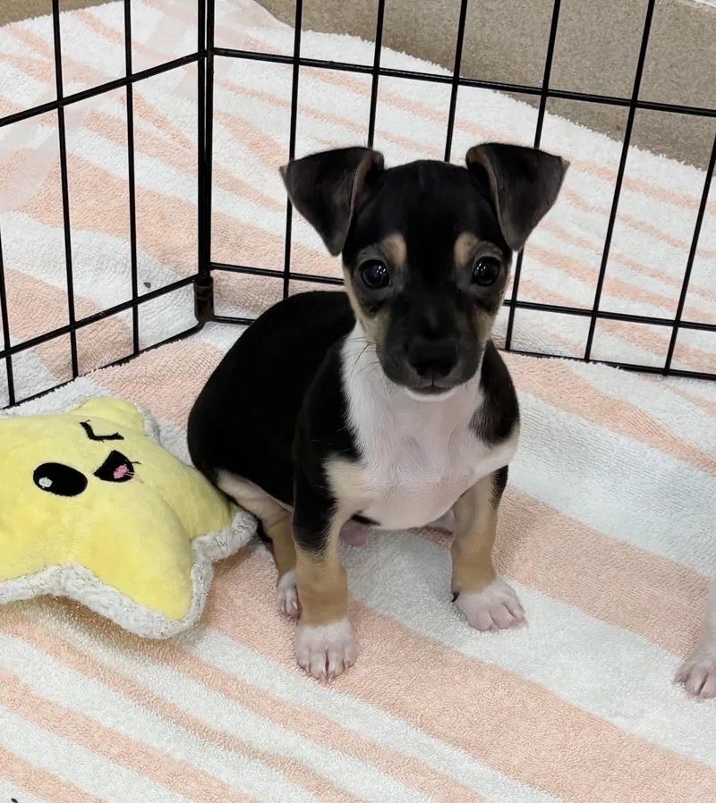 A baby small-sized male Tricolor (Brown, Black, & White) Chihuahua dog named Marley for adoption in Boca Raton, FL