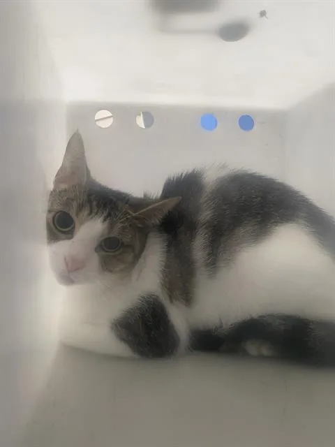 A young medium-sized female Domestic Short Hair cat named Oreo for adoption in Dallas, TX