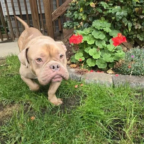 A young medium-sized male American Bulldog dog named Frog for adoption in Chicago, IL