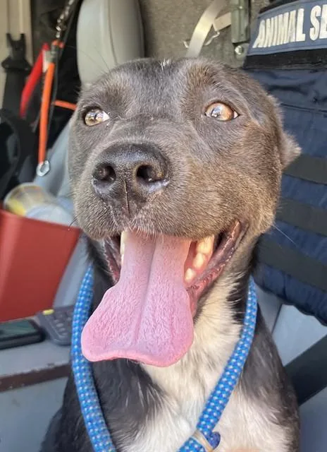 An adult medium-sized female Mixed Breed dog named Cece for adoption in Dallas, TX