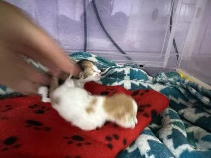 A baby small-sized female Orange / Red Domestic Medium Hair cat named 61512377 for adoption in El Paso, TX