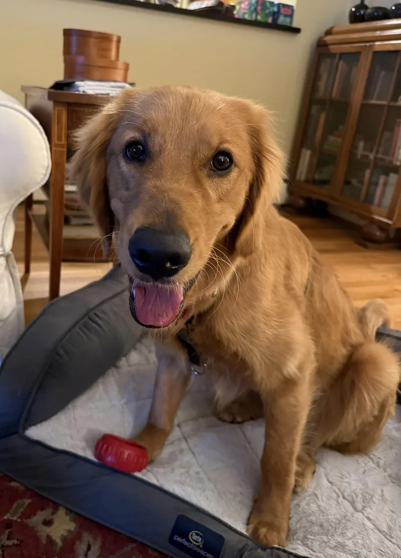 A young large-sized female Golden Retriever dog named Winnie for adoption in Columbia, MD