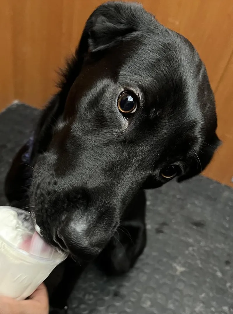 Banko