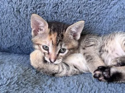 A baby small-sized female Torbie Domestic Short Hair cat named Ember for adoption in New York, NY