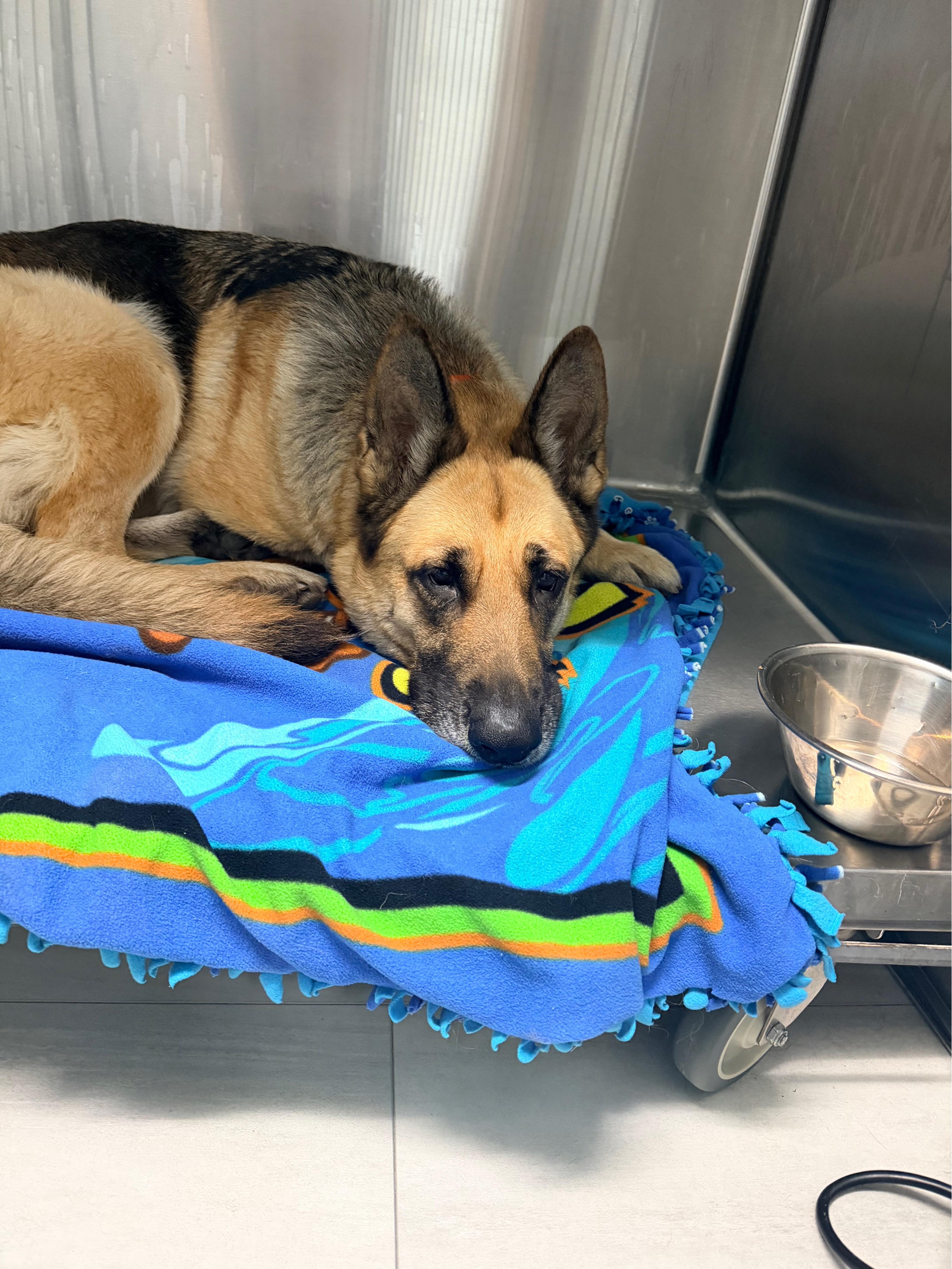 An adult large-sized female German Shepherd Dog dog named Bree for adoption in Los Osos, CA