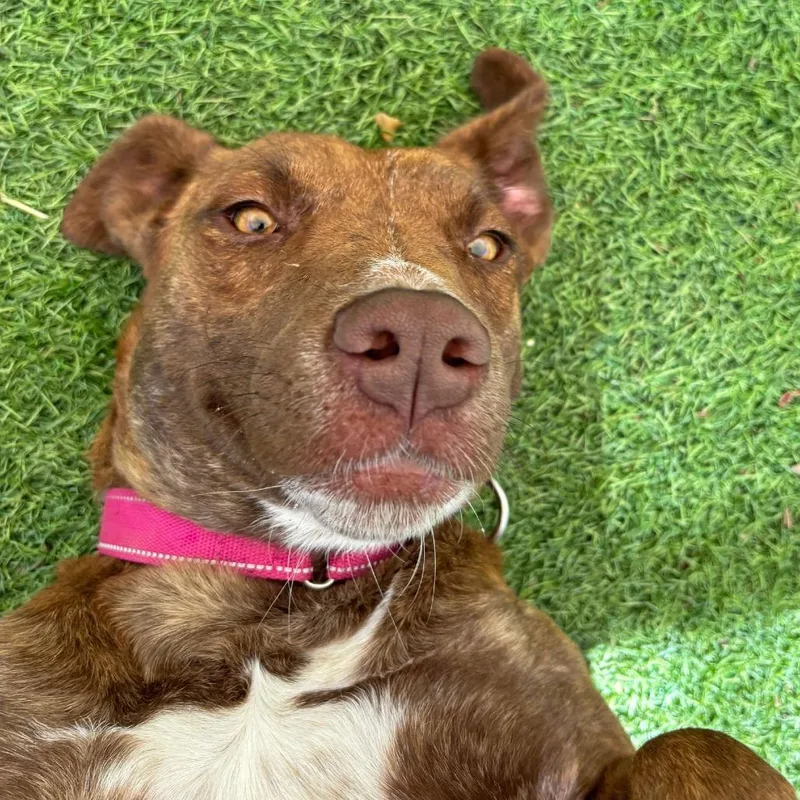 A young medium-sized female Brown / Chocolate Plott Hound dog named Missy for adoption in Ojai, CA