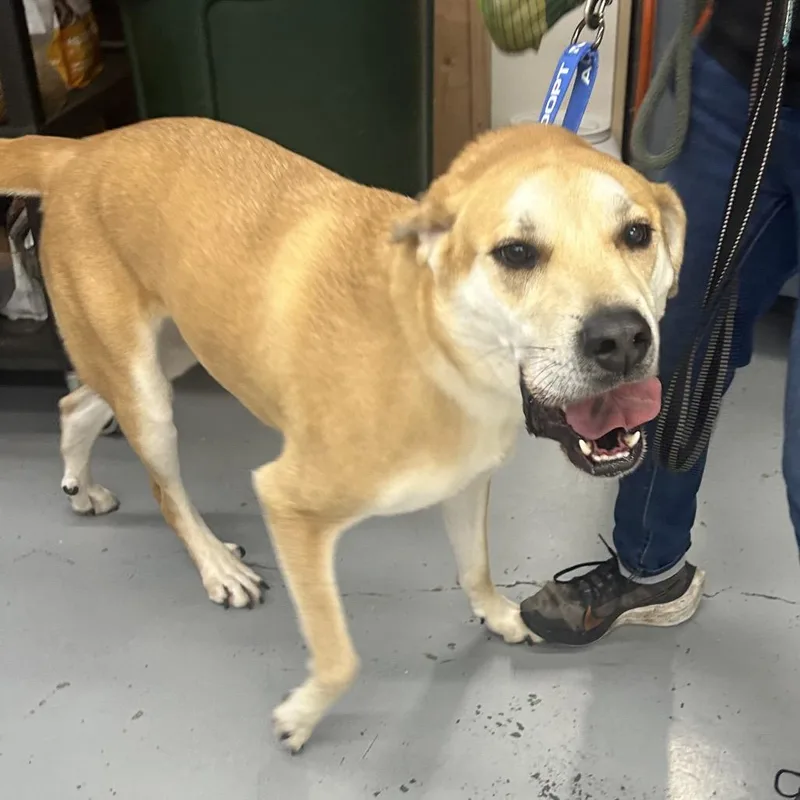 An adult large-sized male Yellow / Tan / Blond / Fawn Redbone Coonhound dog named Nacho for adoption in Point Richmond, CA