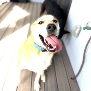 Nacho thumbnail 4