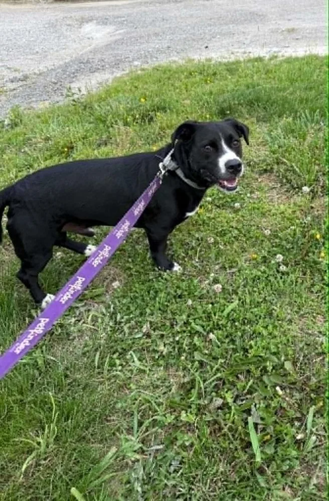 An adult medium-sized male Tricolor (Brown, Black, & White) Border Collie dog named Ollie for adoption in Evansville, IN