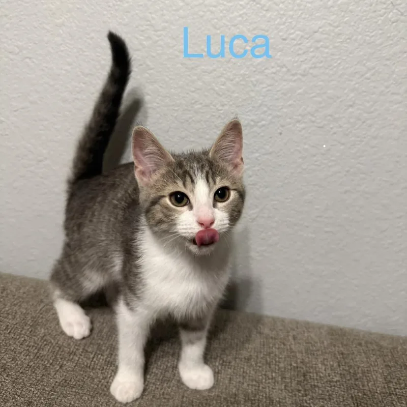 A baby small-sized male Brown / Chocolate Domestic Short Hair cat named Luca for adoption in Carmel, IN