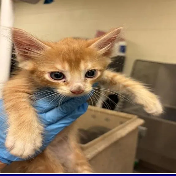 A baby small-sized male Orange / Red Domestic Short Hair cat named Tiger for adoption in Grantsville, UT