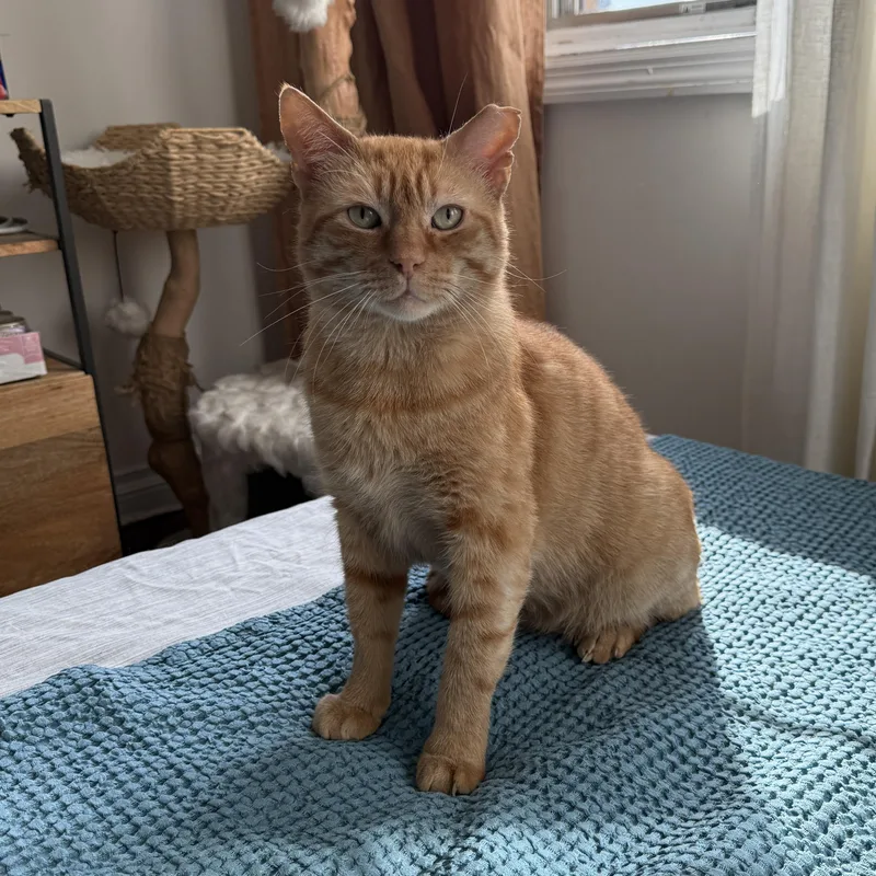 An adult medium-sized male Tabby (Orange / Red) Domestic Short Hair cat named Orangie for adoption in Brooklyn, NY