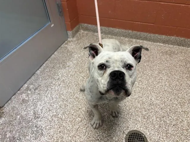 A young medium-sized female Pit Bull Terrier dog named Chispita for adoption in Colorado Springs, CO