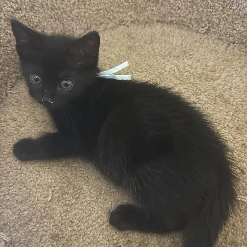 A baby medium-sized female Black Domestic Short Hair cat named Uva for adoption in Lauderhill, FL