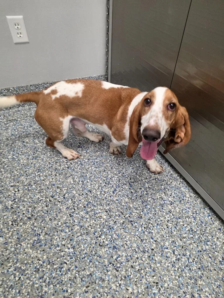 An adult small-sized male Basset Hound dog named Winston for adoption in Angola, IN