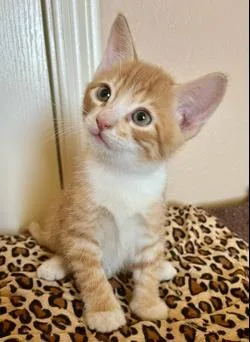 A baby small-sized male Tabby (Orange / Red) Tabby cat named Pinto Pie for adoption in Chandler, AZ