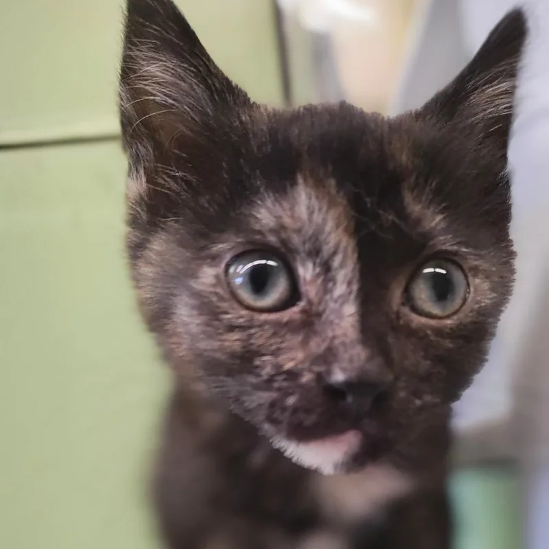 A baby small-sized female Tortoiseshell Domestic Medium Hair cat named Chanel for adoption in St. Helena, CA