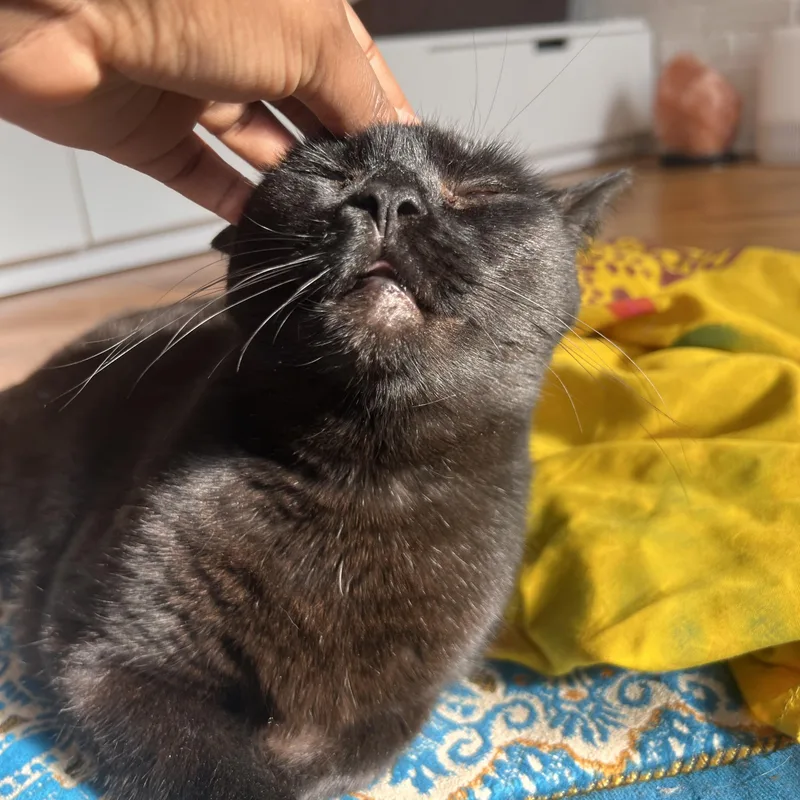 Brownie N. ~ Soft thumbnail 2