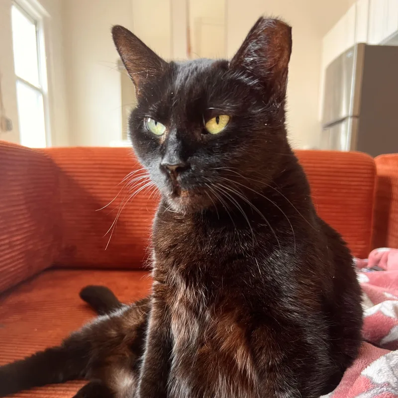 Brownie N. ~ Soft thumbnail 3