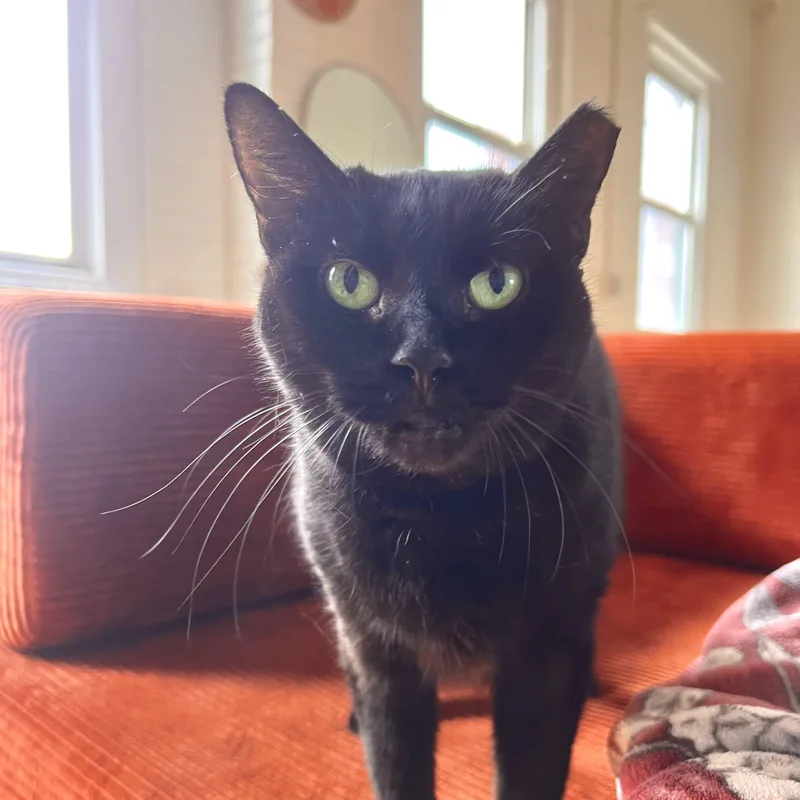 Brownie N. ~ Soft thumbnail 4