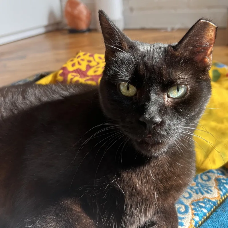 Brownie N. ~ Soft thumbnail 5