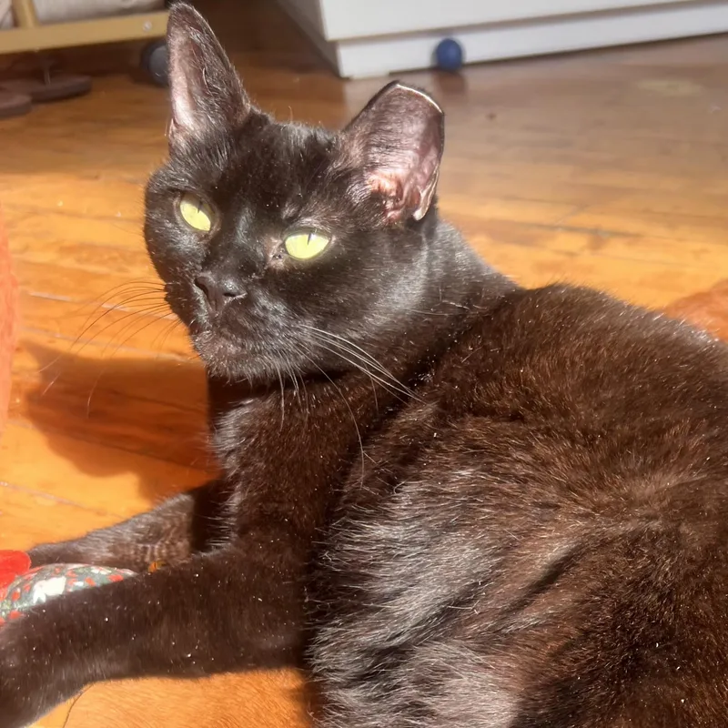 Brownie N. ~ Soft thumbnail 6