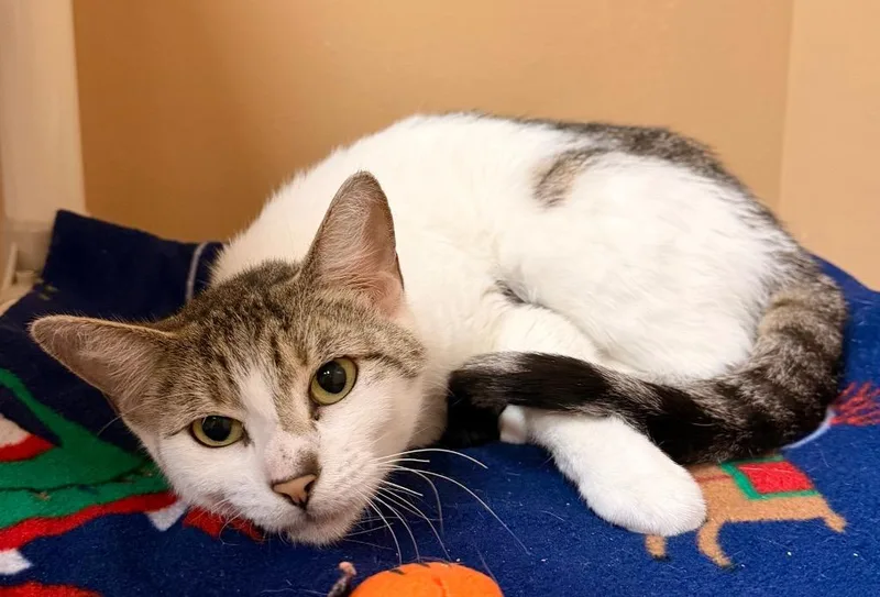 A young small-sized female Domestic Short Hair cat named Rae Rae for adoption in Ocala, FL
