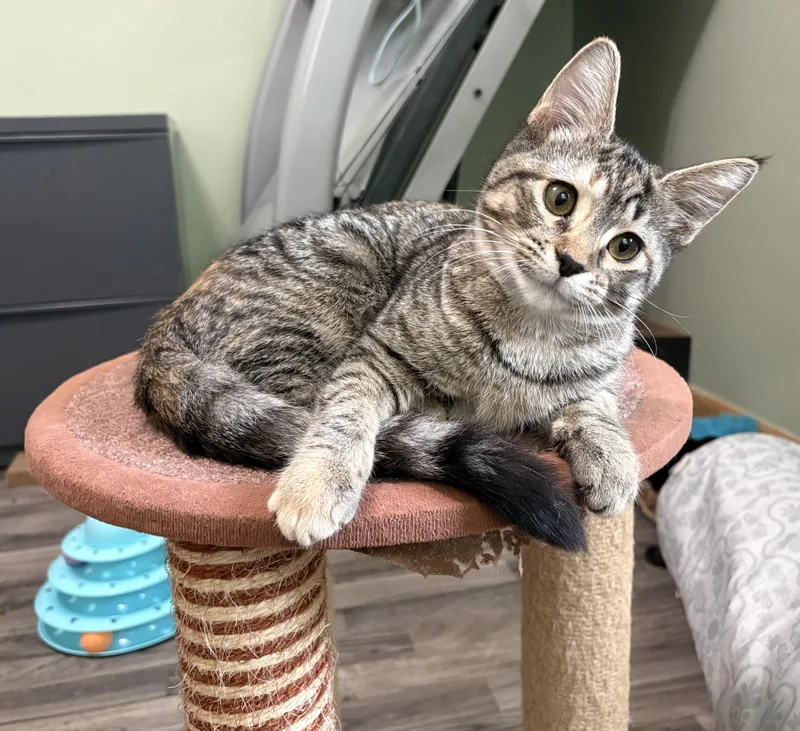 A young large-sized female Tabby (Buff / Tan / Fawn) Domestic Short Hair cat named Wyndham for adoption in Geneseo, IL