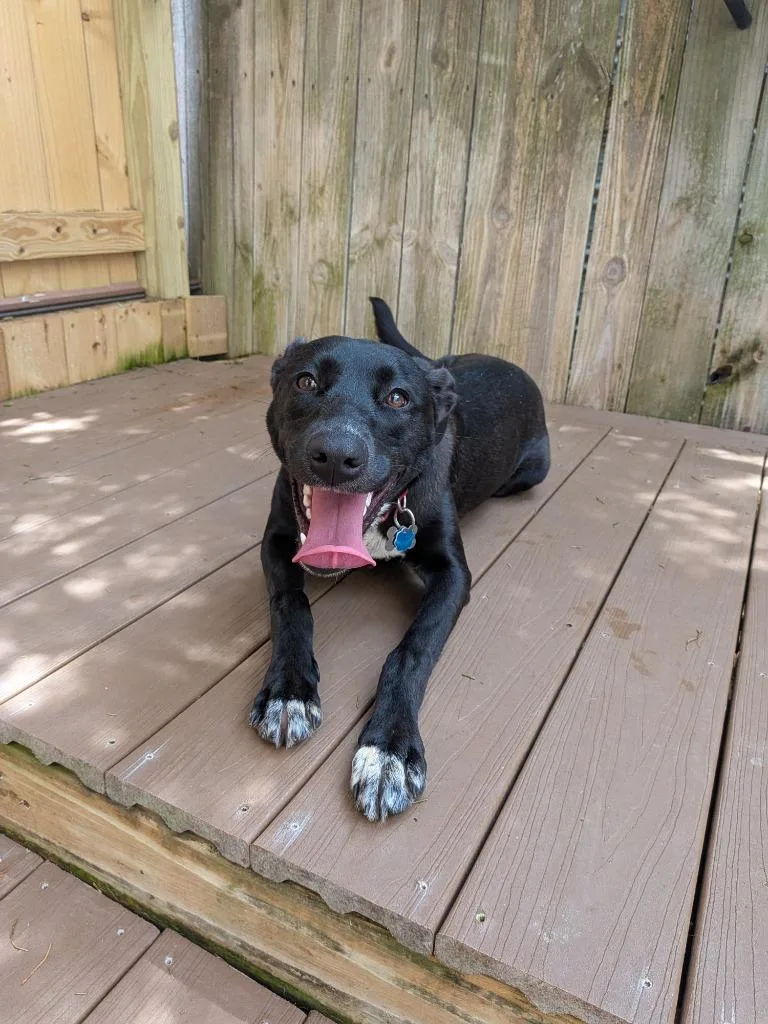 A young large-sized female Labrador Retriever dog named Maya for adoption in St. Augustine, FL