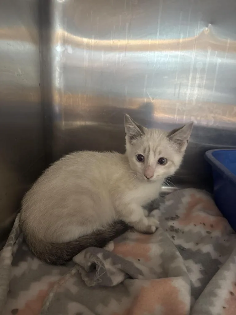 A baby small-sized male Domestic Short Hair cat named Ashton for adoption in Waverly, TN