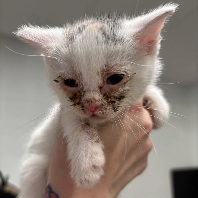 A baby small-sized female White Domestic Short Hair cat named Snowball C for adoption in Napoleon, OH