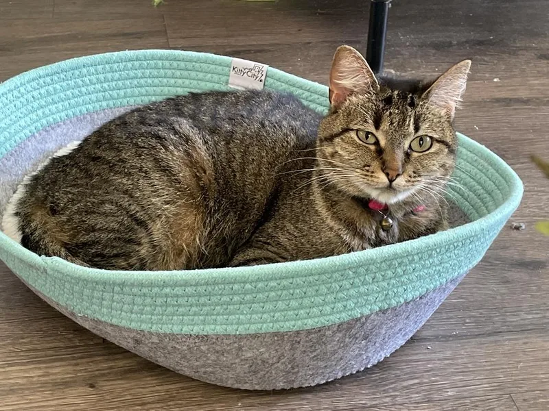 An adult medium-sized female Tabby (Brown / Chocolate) Domestic Short Hair cat named Stella for adoption in Bossier City, LA
