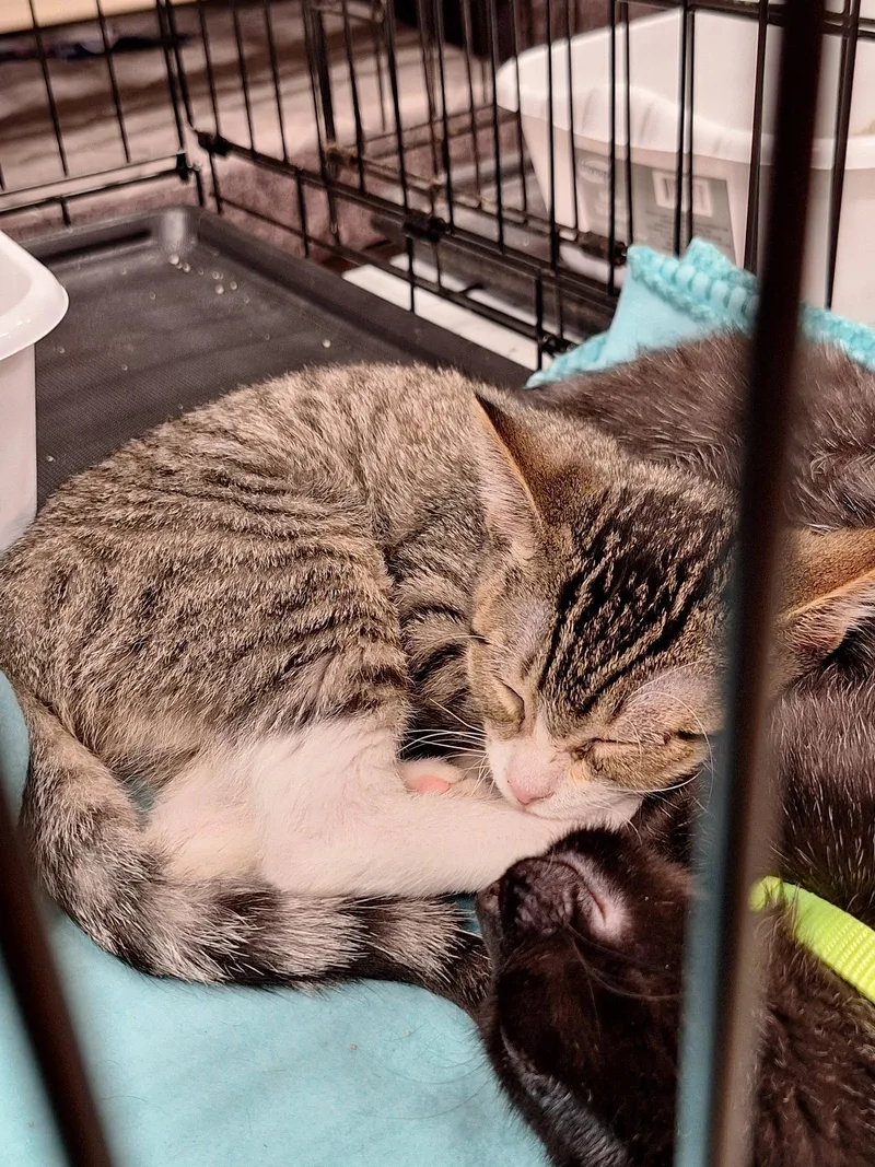 A baby medium-sized male Domestic Short Hair cat named Brioche for adoption in House Springs, MO
