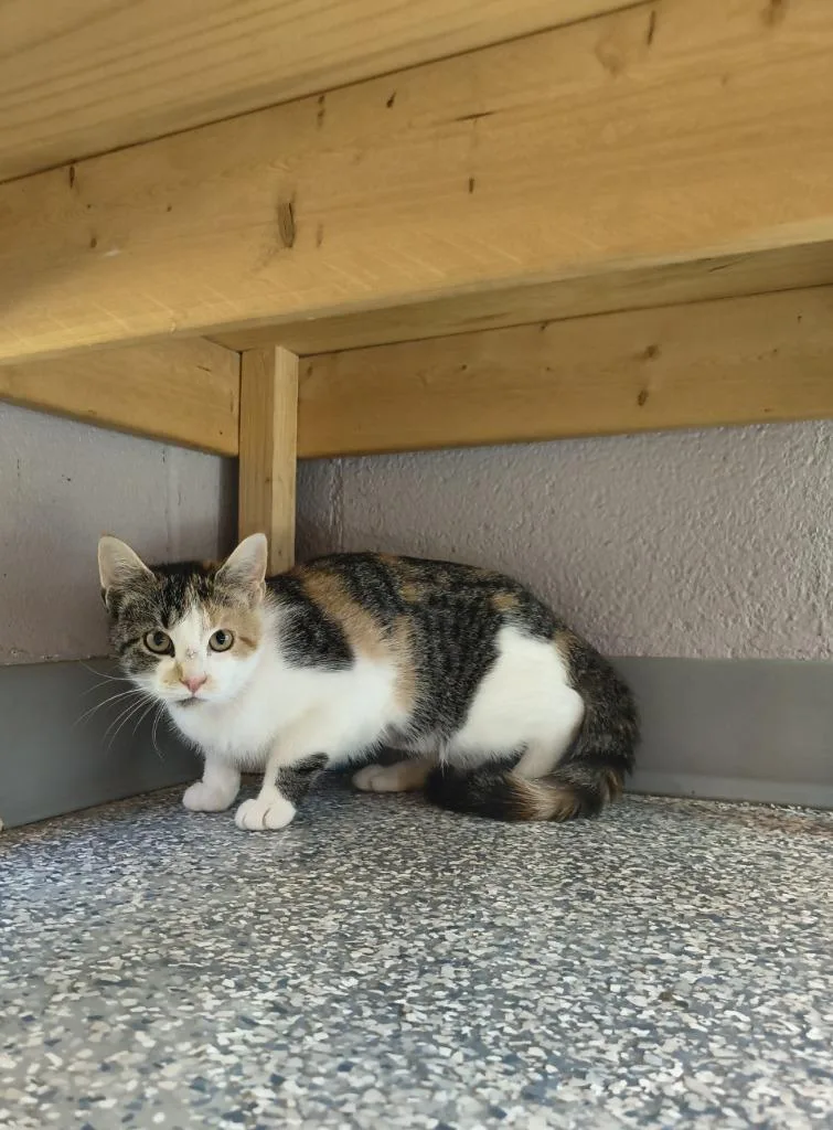 A baby medium-sized female Domestic Short Hair cat named Poppy for adoption in Athens, TN