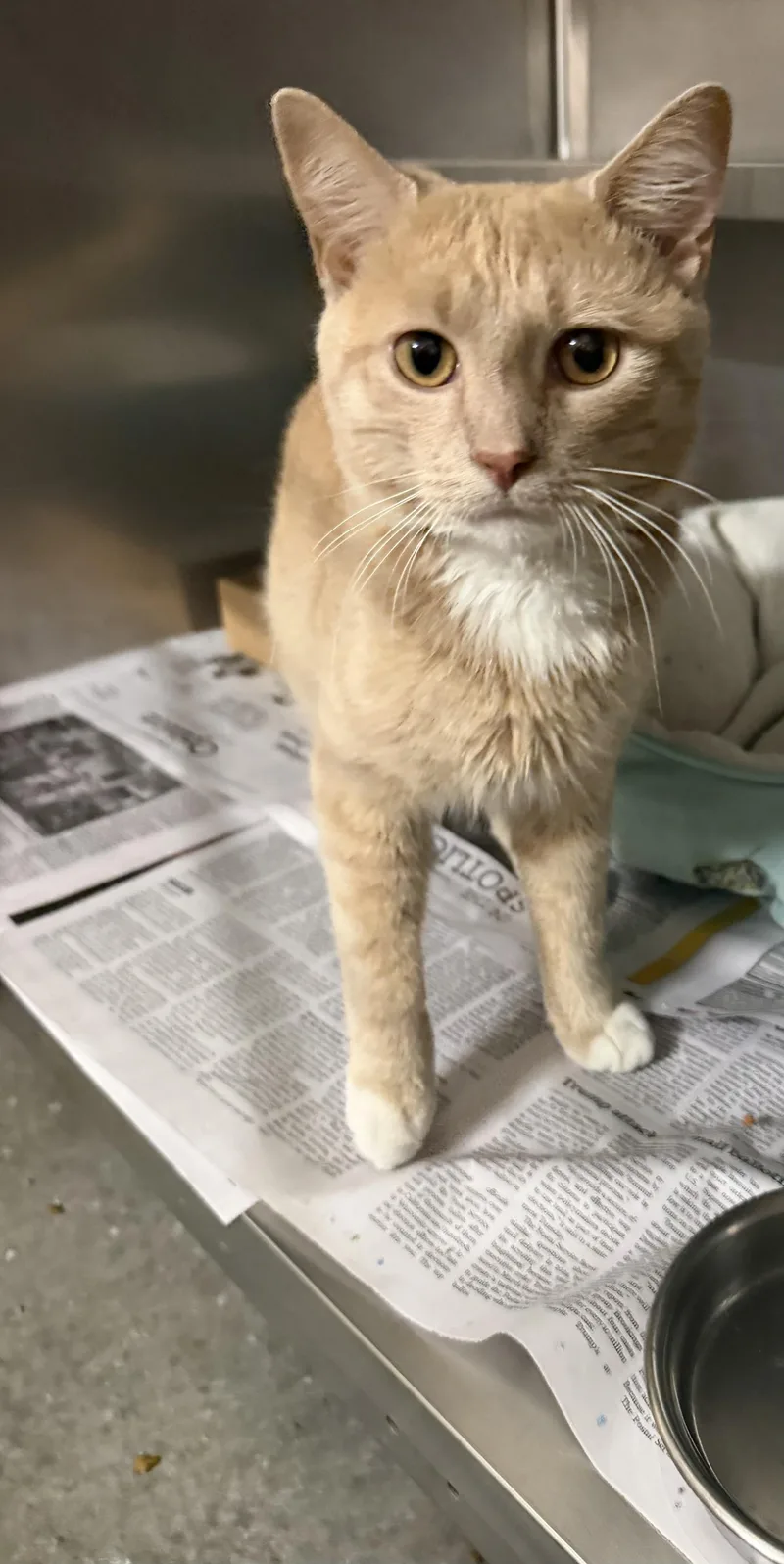 A young medium-sized male Buff / Tan / Fawn Domestic Short Hair cat named Milo for adoption in West Haven, CT