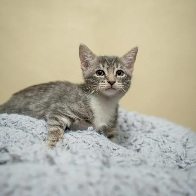 A baby small-sized male Domestic Short Hair cat named Finley for adoption in Gainesville, GA