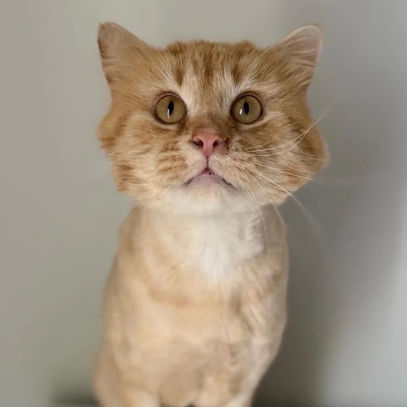 An adult large-sized male Domestic Long Hair cat named Phantom for adoption in Rochester, MN
